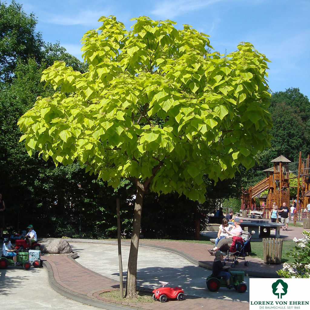 Catalpa bignonioides 'Aurea'